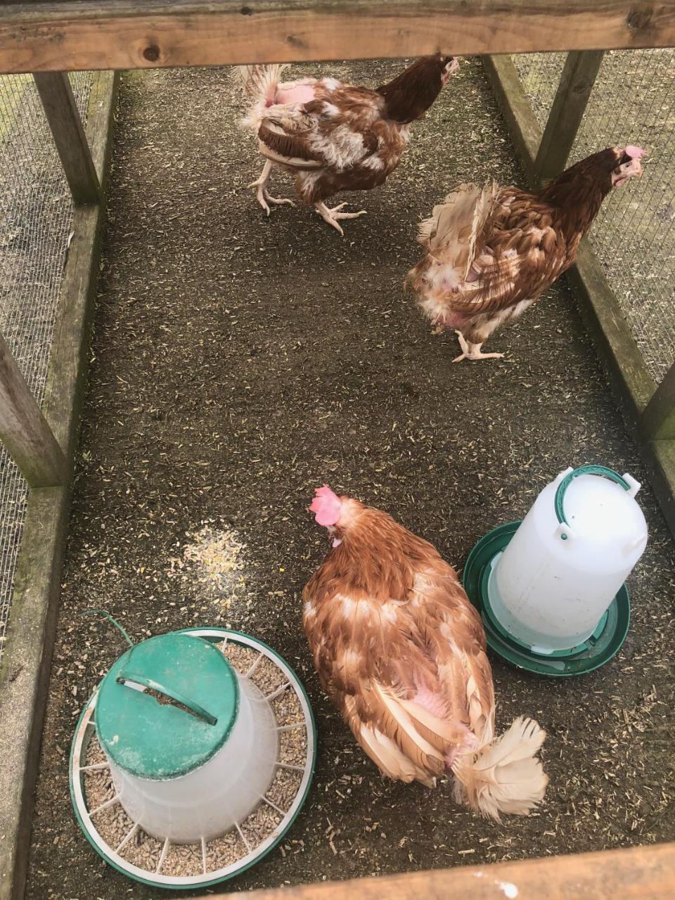 Home Farm Birtsmorton Ngoại thất bức ảnh